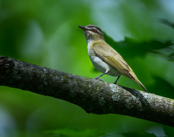 Red-eyed vireo / Red-eyed vireo