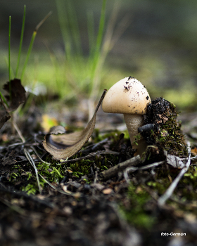 Mushroom / ***