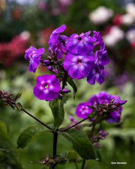 Phlox / ***