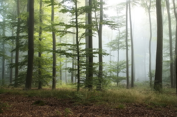 sanften Morgen / ***