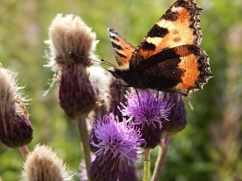 Newborn butterfly / ***