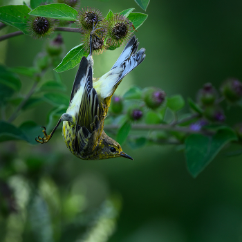 Cape May warbler (immature) / ***