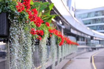 Stadt Blumen / ***