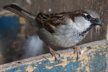 Sparrows / ***