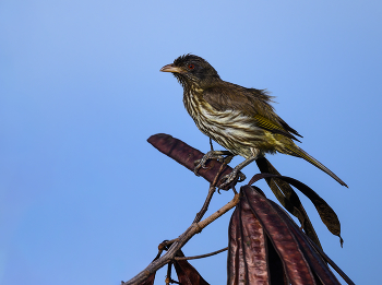 Palmchat / Palmchat