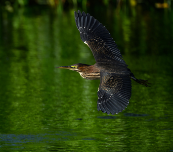 Green heron / Green heron