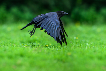 American crow / American crow