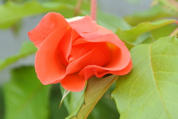 Roses / ***