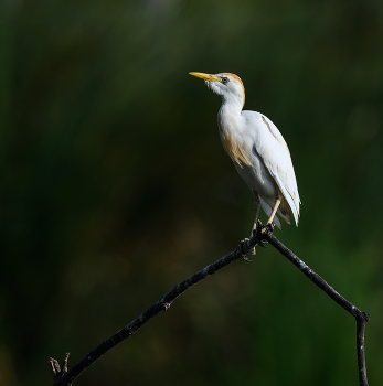 Cattle egret / Cattle egret