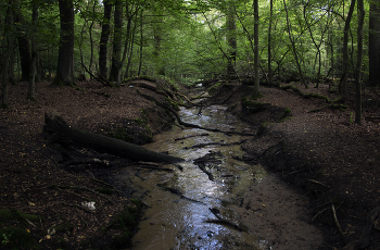 Forest River / ***