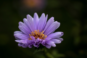 Chrysantheme / ***