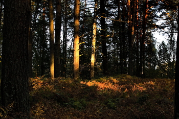 Frühlingsabend. / ***