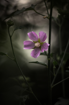 Es wurde dunkel ... / ***