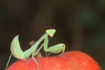 Gottesanbeterin / ***