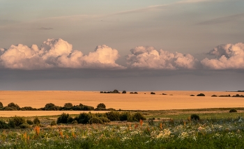 Russische Feld / ***