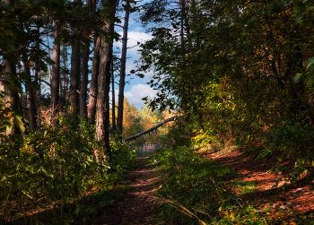 Morgen in den herbstlichen Wald / ***