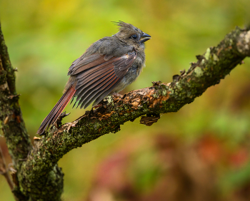 Northern cardinal (female juvie) / Northern cardinal (female juvie)