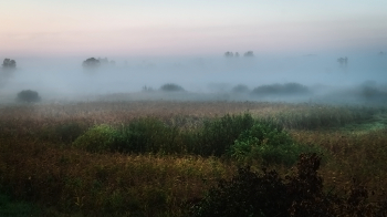 Igel im Nebel / ***