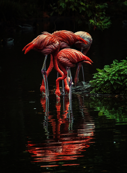 Flamingo / ***