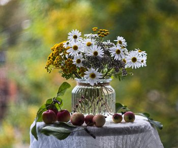 Gänseblümchen / ***