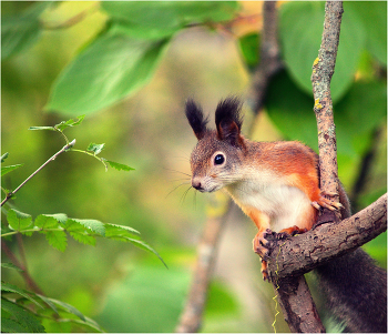 Eichhörnchen. / ***