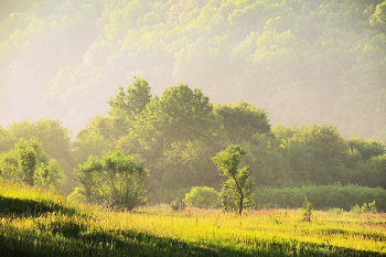 auf der sonnigen Wiese / ***