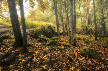 in den herbstlichen Wald / ***