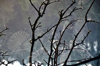 Herbst-Skizzen / ***