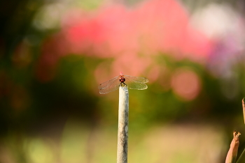 Dragonfly / ***