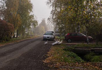 Gänse auf Fuß / ***