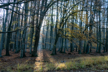 Herbstwald / ...