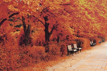 Im Herbst Park / ***