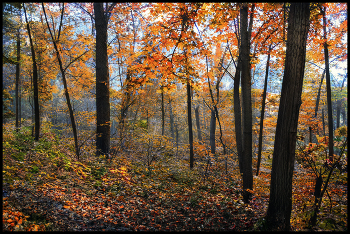 in den herbstlichen Wald / ***