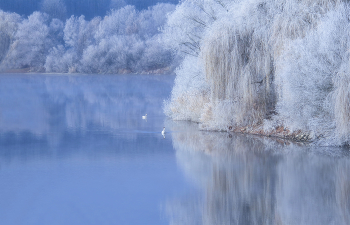 Schwanensee / ***