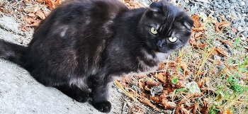 Eine Katze das Leben / ***