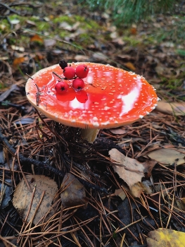 Amanita / ***