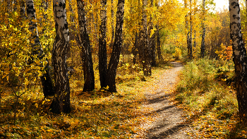 Straße zum Herbst / ***