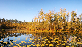 Goldener Herbst / ***