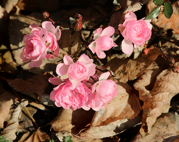 Late roses... / ***