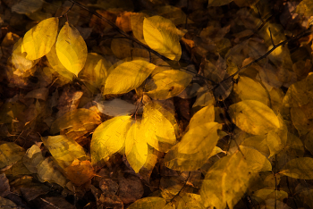 Listovorot / ***