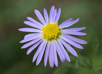 Aster / ***