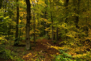 Morgen in den Wald / ***