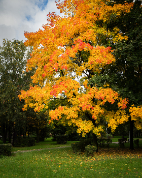 Herbstfarben ... / ***