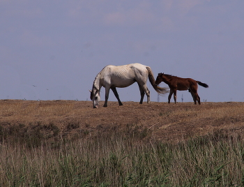 Steppe / ***