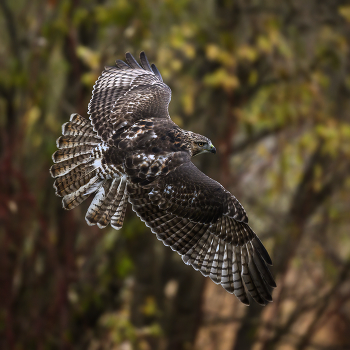 Red-tailed hawk / ***