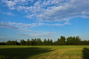 Im Schatten der Bäume / ***