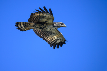 Common black hawk (juvenile) / ***