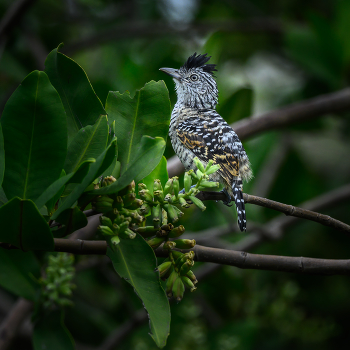 Barred antshrike (m) / Barred antshrike (m)