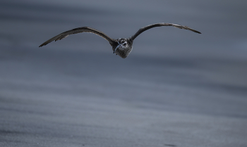 White-rumped Whimbrel / White-rumped Whimbrel