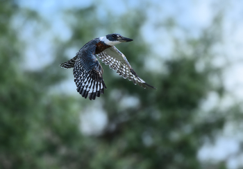 Ringed Kingfisher(m) / ***